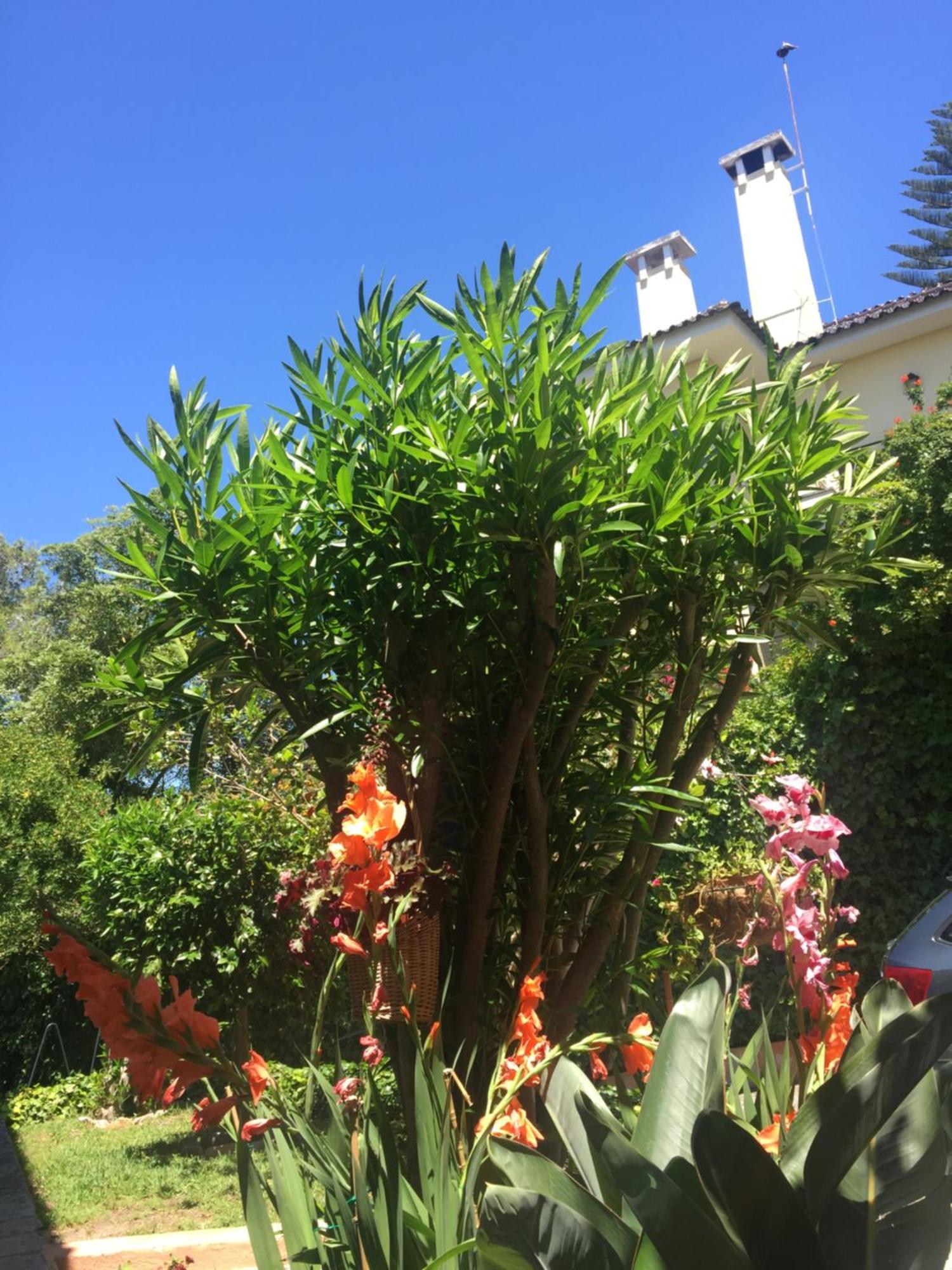 Lei Home Cascais Buitenkant foto
